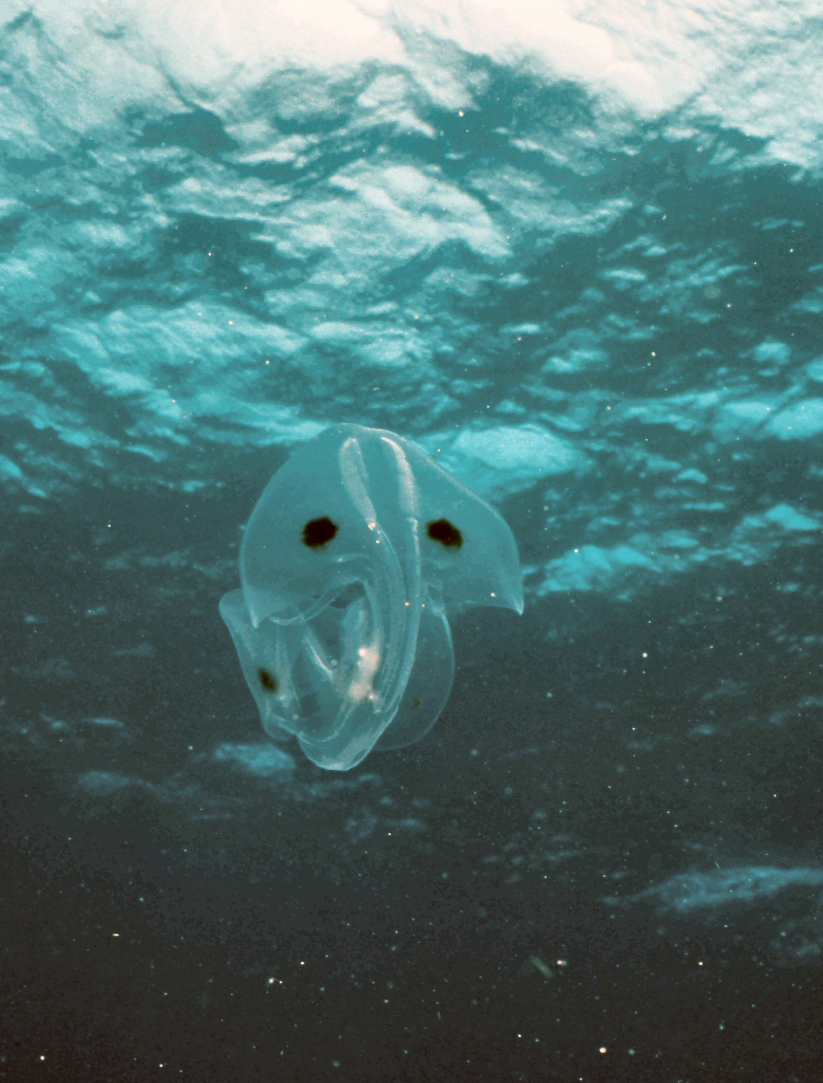Palau   Shane Thinks Its A Squid Zoom